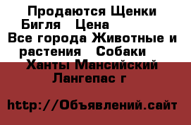 Продаются Щенки Бигля › Цена ­ 35 000 - Все города Животные и растения » Собаки   . Ханты-Мансийский,Лангепас г.